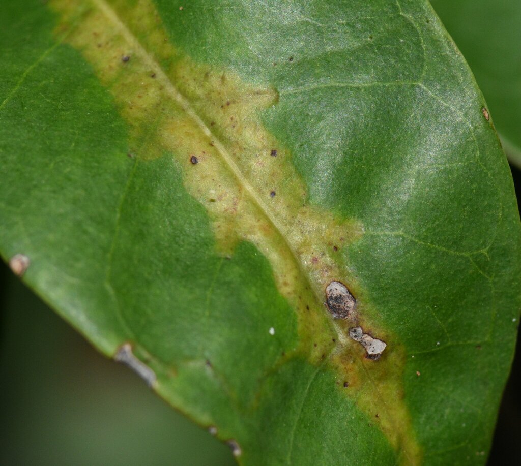 Chilocampyla dyariella from North Key Largo, FL 33037, USA on April 6 ...