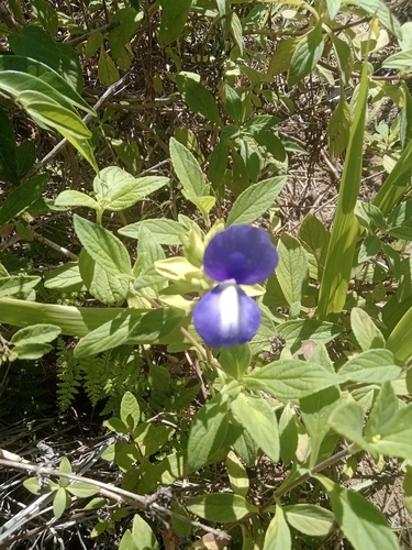 Image of Matourea azurea by no rights reserved