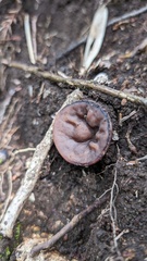 Neogyromitra japonica