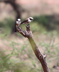 Eurocephalus ruppelli