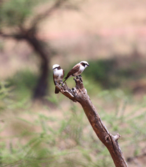 Eurocephalus ruppelli