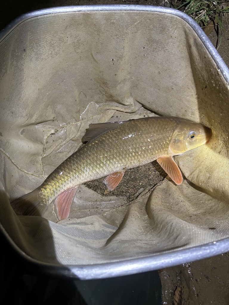 Golden Redhorse from Roanoke County, VA, USA on April 6, 2024 at 10:42 ...