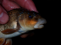 Central Stoneroller photo 4