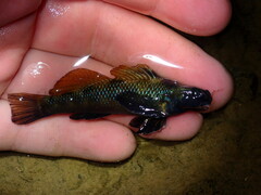Longfin Darter photo 2