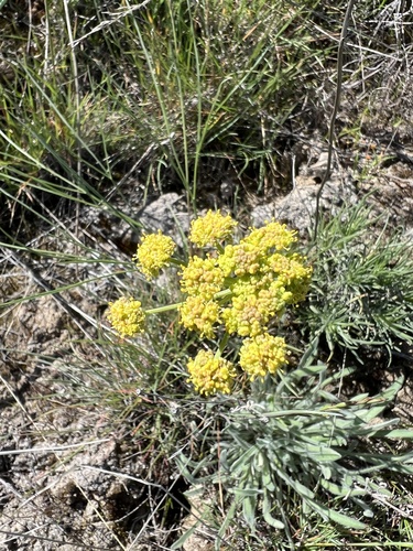 Image of Lomatium simplex by no rights reserved