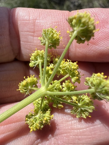 Image of Lomatium simplex by no rights reserved