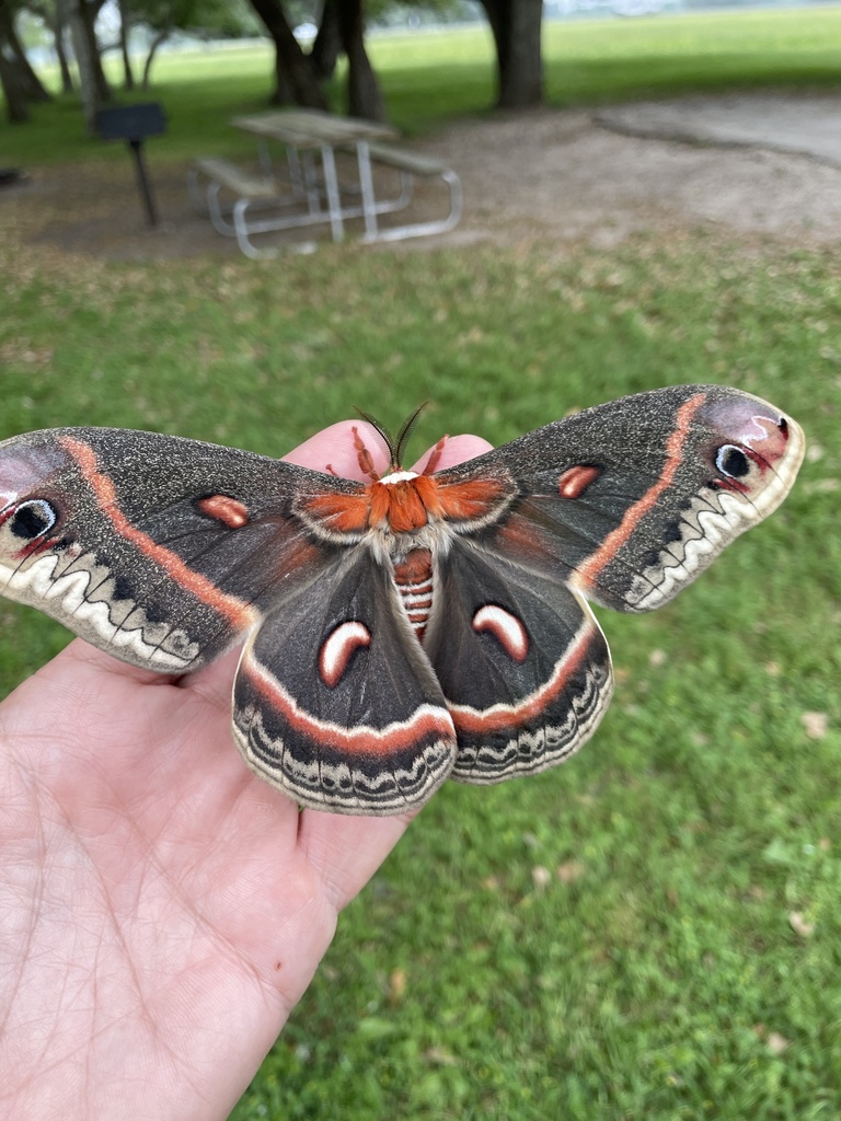 Cecropia Moth from Plantation Dr, Edna, TX, US on April 8, 2024 at 09: ...