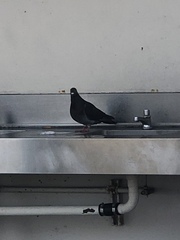 Columba livia