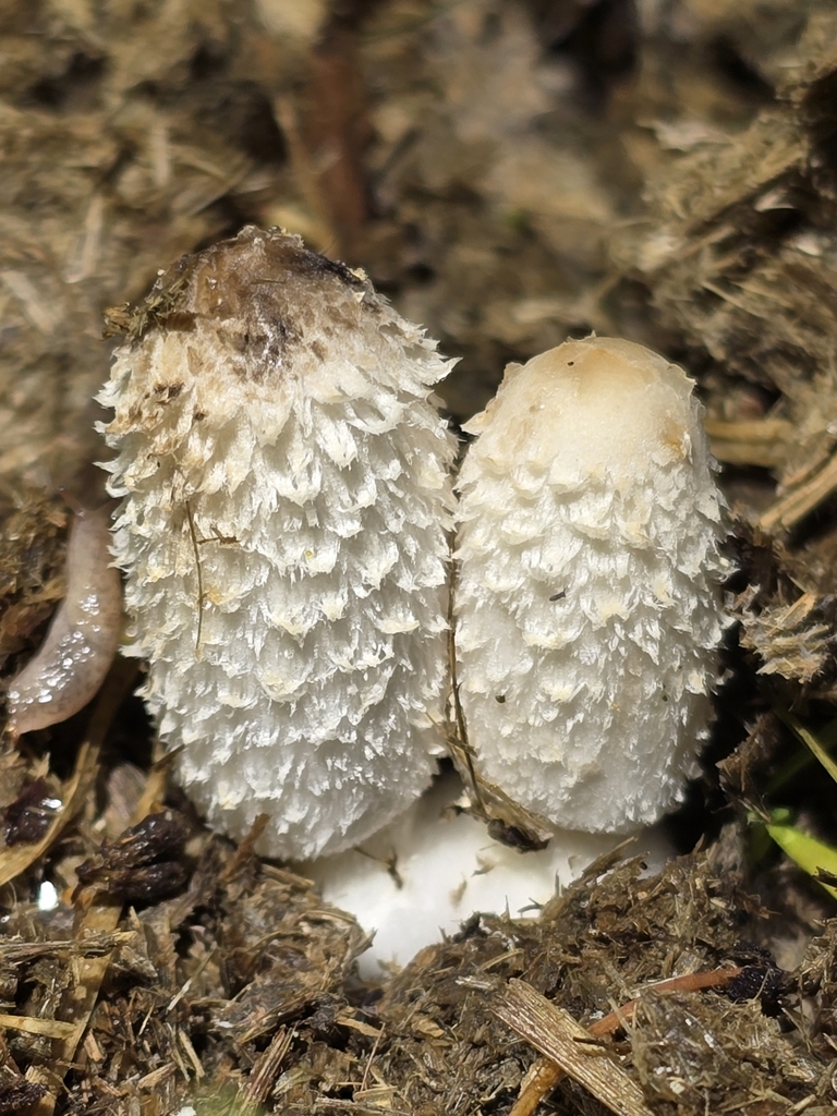 Coprinus sterquilinus · April 2024 · photo: © alan_rockefeller (iNaturalist, cc-by-sa)