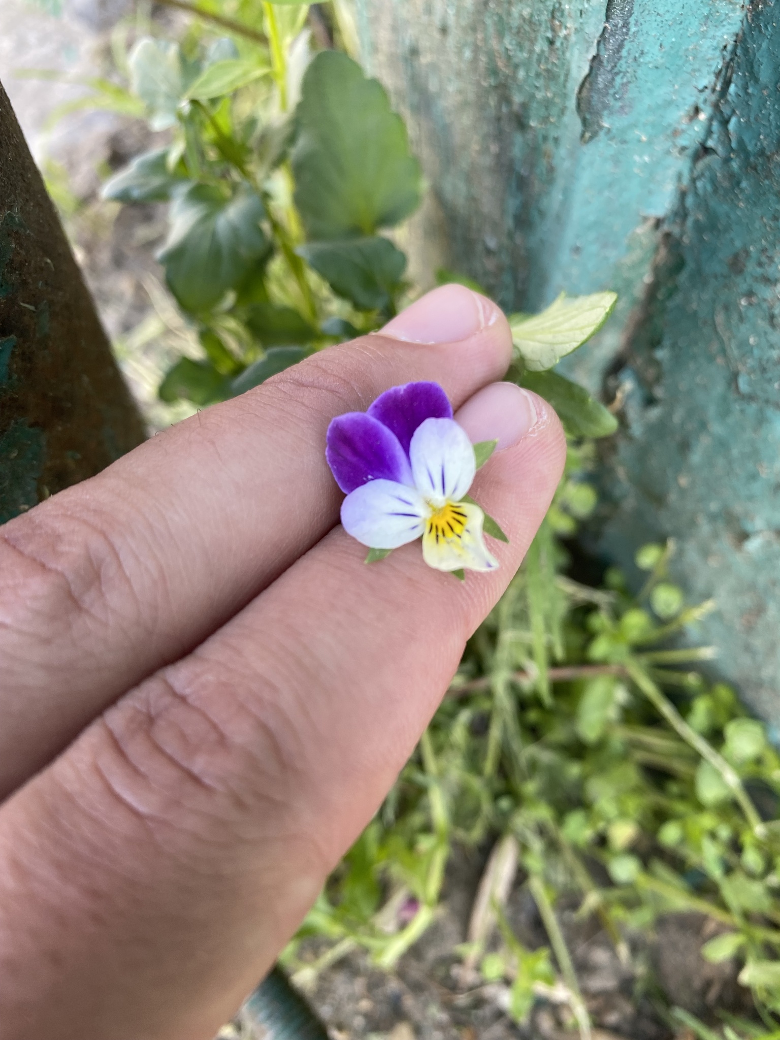 Imagem de Violeta