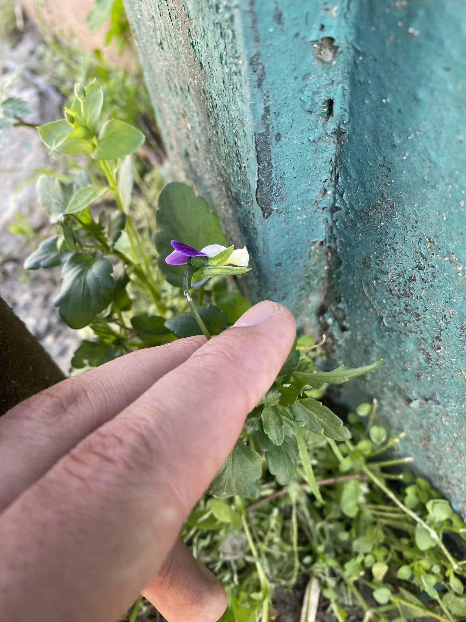 Imagem de Violeta