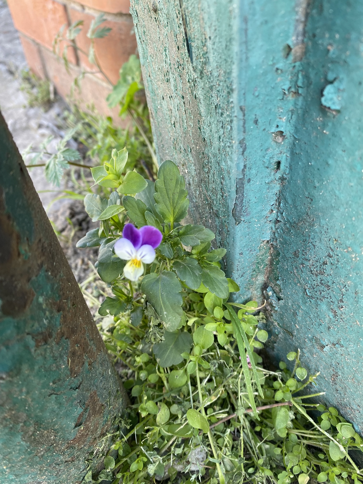 Imagem de Violeta