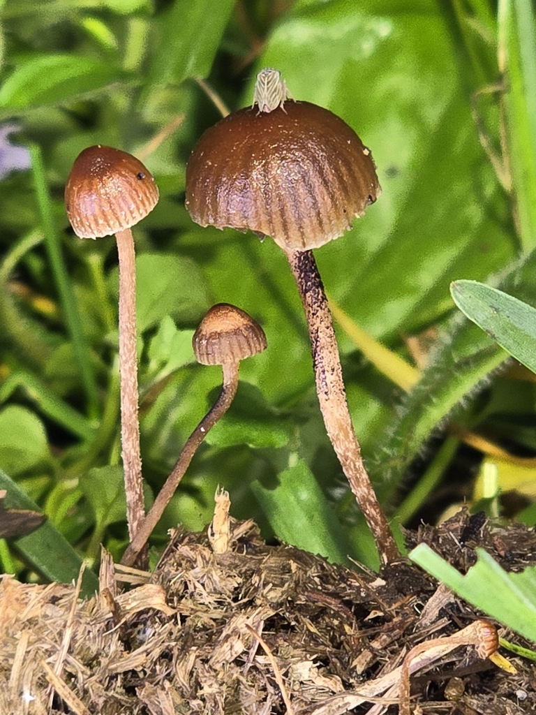 Deconica coprophila · April 2024 · photo: © alan_rockefeller (iNaturalist, cc-by-sa)