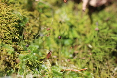 Fossombronia longiseta