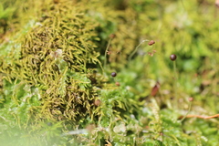 Fossombronia longiseta