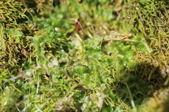 Fossombronia longiseta