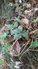 Sarcopyramis napalensis delicata
