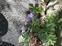 Geranium maculatum