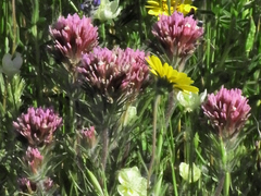 Castilleja exserta