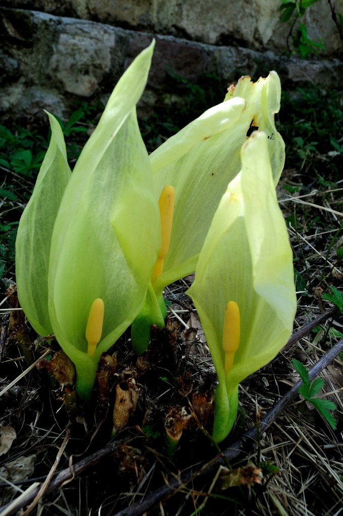 Arum italicum