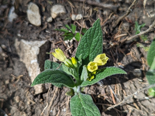 Tuberous comfrey (Symphytum tuberosum)