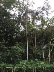 Archontophoenix alexandrae