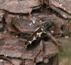 Neoclytus conjunctus