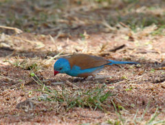 Uraeginthus cyanocephalus