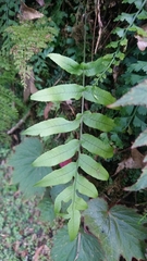 Polypodiastrum mengtzeense