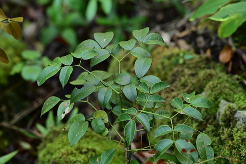 Wood Gossip Caesalpinia
