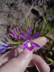 Pseudolaelia vellozicola