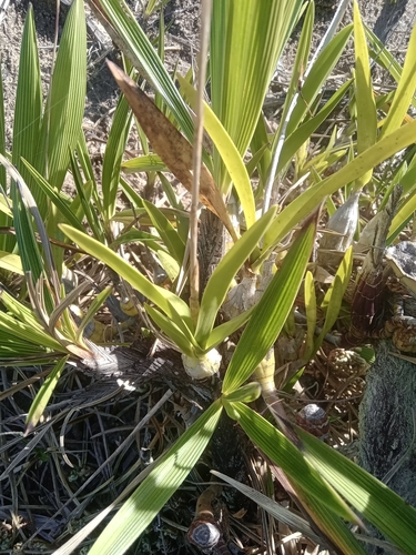 Pseudolaelia vellozicola, photograph 1