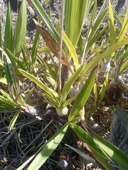 Pseudolaelia vellozicola, photograph Lucas Rodrigues, CC0, iNaturalist via GBIF