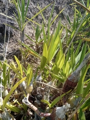 Pseudolaelia vellozicola, photograph Lucas Rodrigues, CC0, iNaturalist via GBIF
