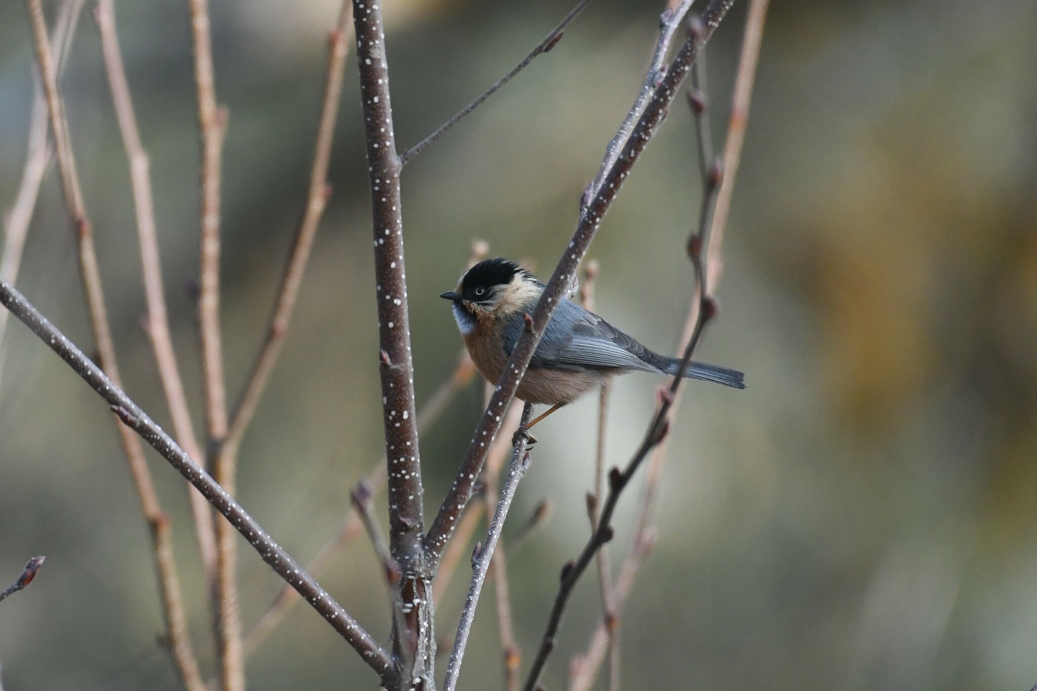 Black-browed Bushtit (Aegithalos iouschistos), photo 3