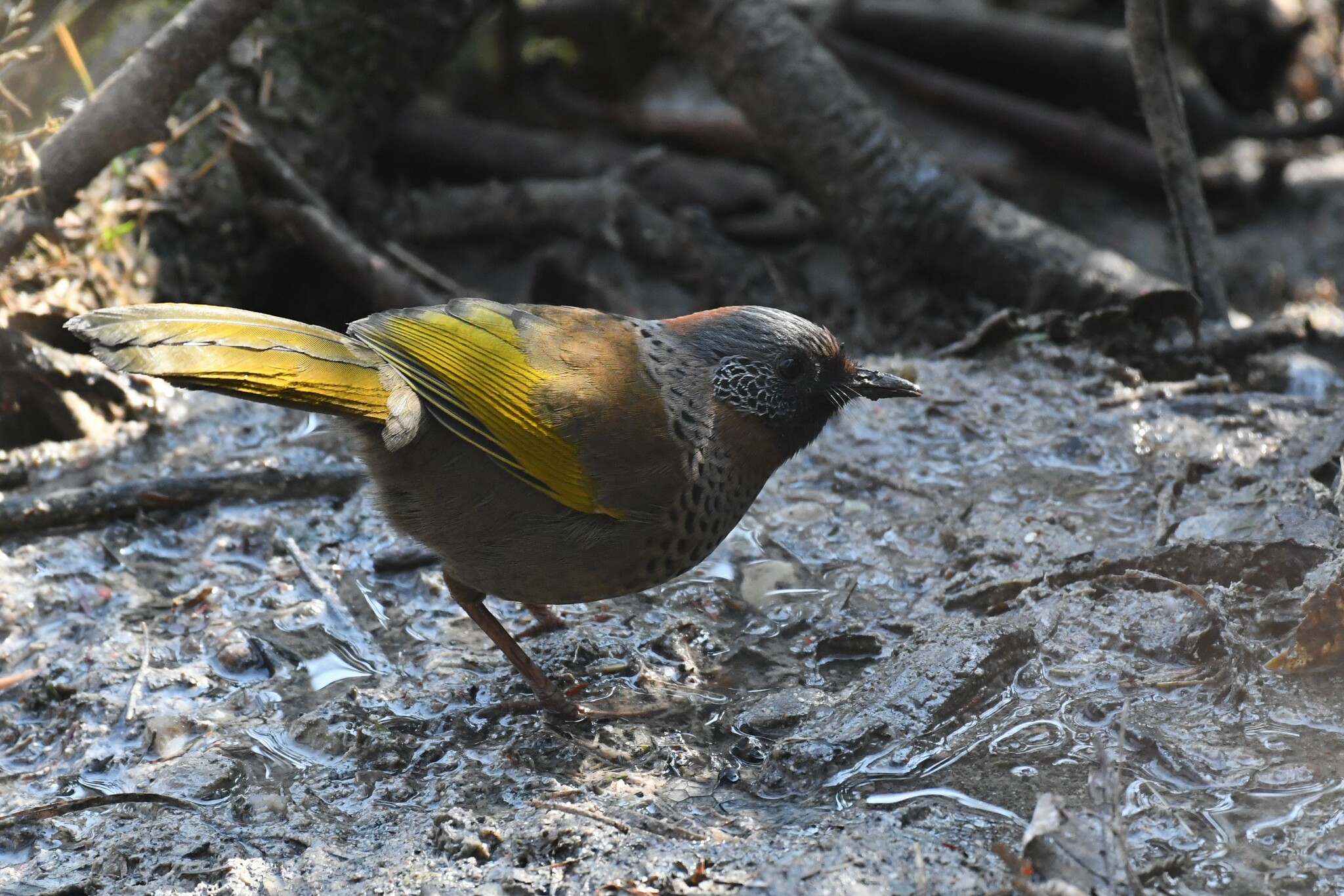 Chestnut-crowned Laughingthrush