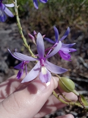 Pseudolaelia vellozicola, photograph Lucas Rodrigues, CC0, iNaturalist via GBIF