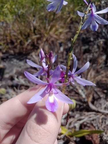 Pseudolaelia vellozicola, photograph 4