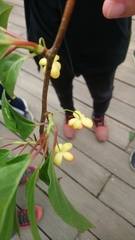 Schisandra arisanensis