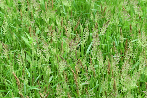 Asian minor rabbit’s-foot grass