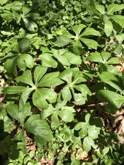 Podophyllum peltatum