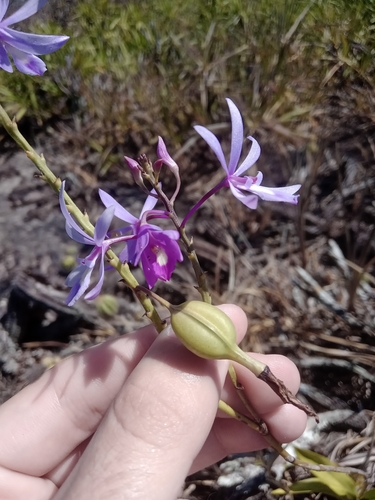 Pseudolaelia vellozicola, photograph 5