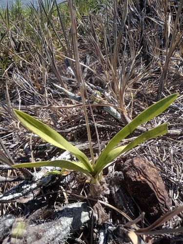 Pseudolaelia vellozicola, photograph 6