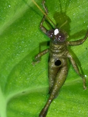 Ommatolampis perspicillata