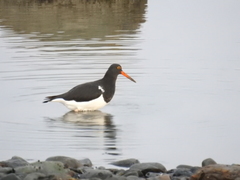 Haematopus leucopodus