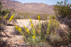 Stanleya pinnata pinnata