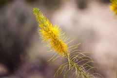 Stanleya pinnata pinnata