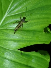 Ommatolampis perspicillata