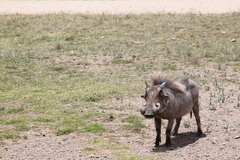 Phacochoerus africanus