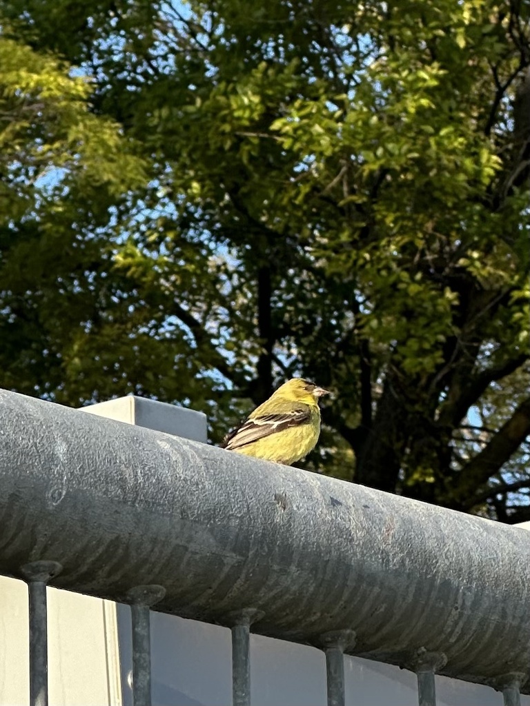 Green-backed Goldfinch
